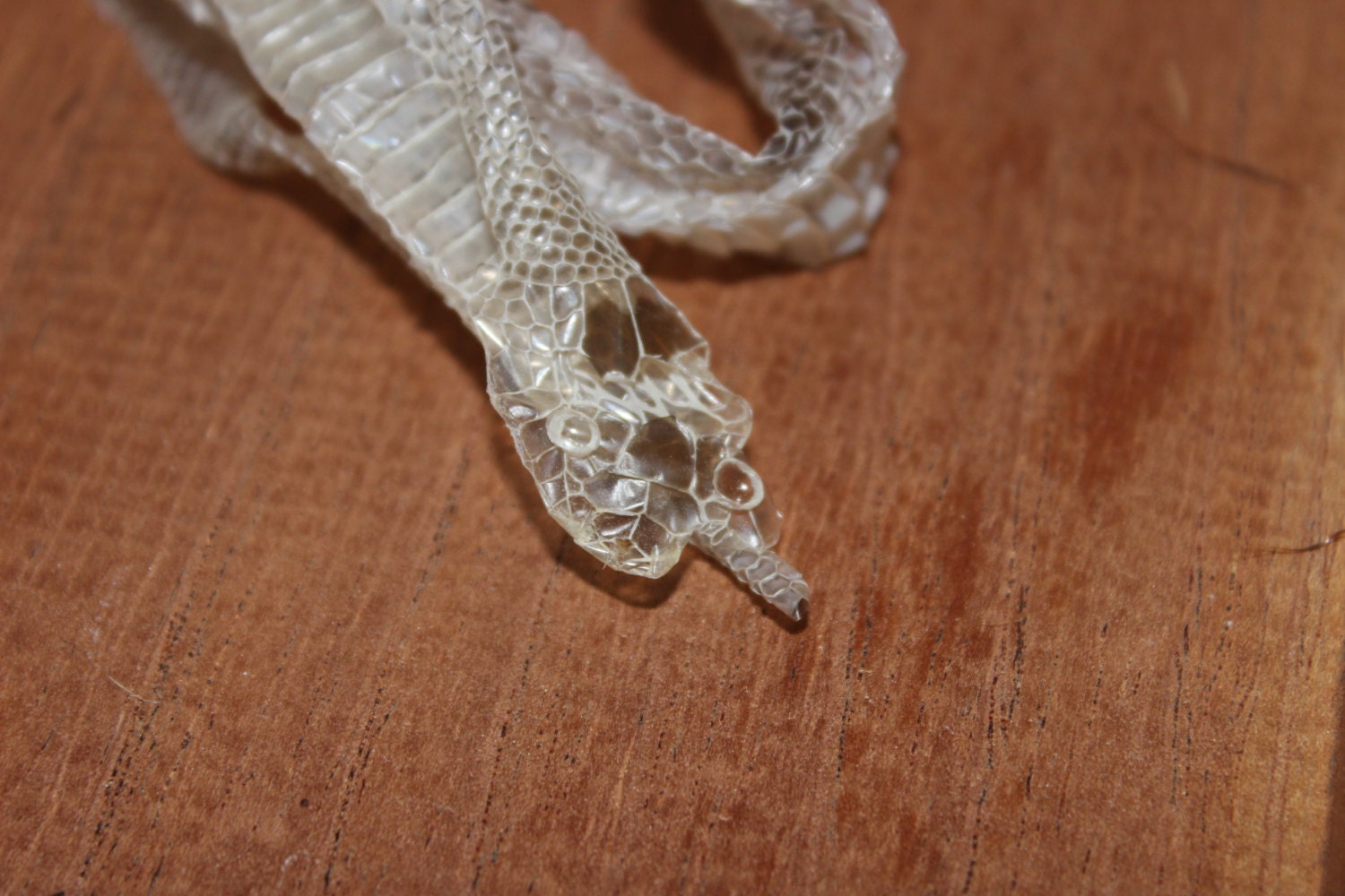 honduran milk snake shed skin 24