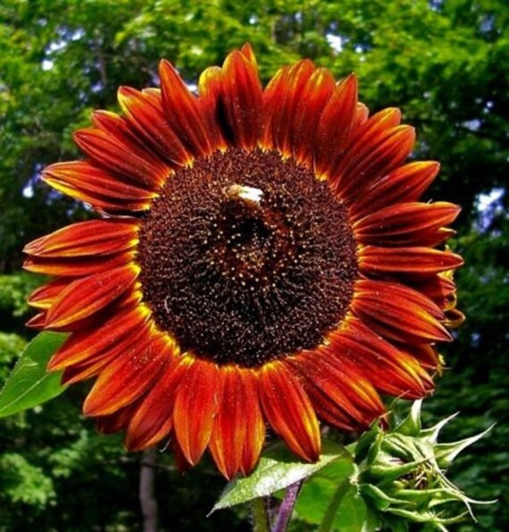 Sunflower Evening Color 50 seeds Cut flower by GreenStuffs