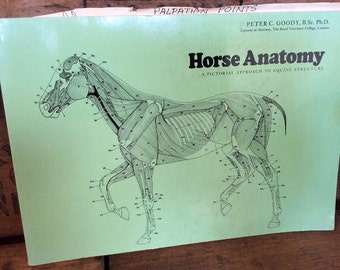 Popular Items For Horse Anatomy On Etsy