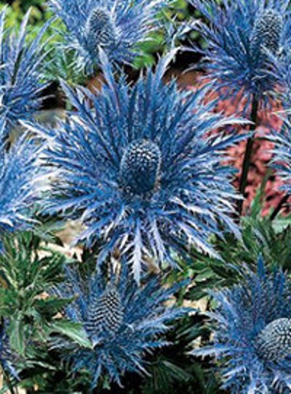 Metalic Blue Sea Holly Flower Seeds / Eryngium / Perennial