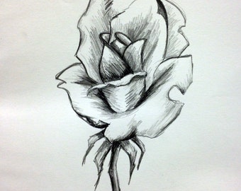 Wild Rose Drawing