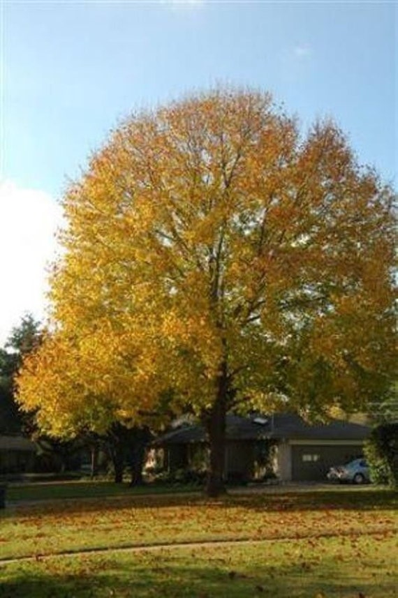 Tulip Poplar (Liriodendron Tulipifera), Moderately Fast Growth, tree