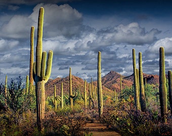 Saguaro Cactuses in Saguaro National Park near Tucson Arizona