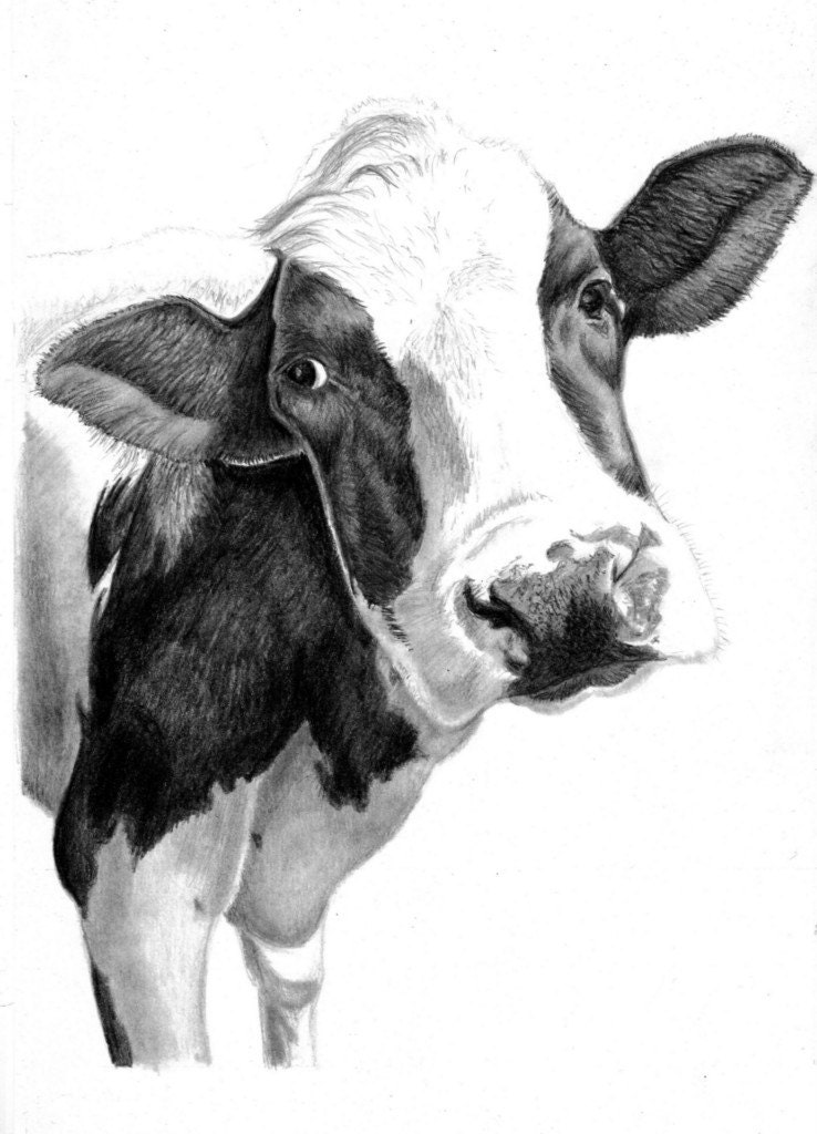 Cow Picture signed pencil drawing A4 art print. by PencilPassion