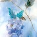 Large Blue Silk Scarf Hand Painted, Japanese Blue Peonies. Blue Silk Chiffon Scarf, Silk Scarves Takuyo, Approx 20x89 inches