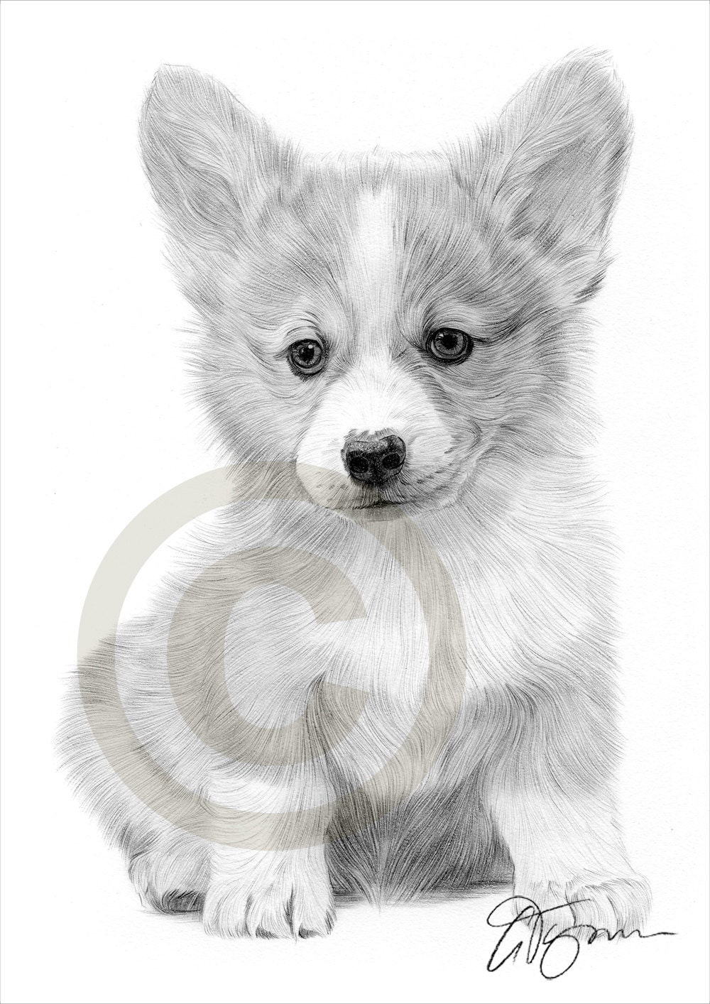 Cane cucciolo di Corgi Cardigan Welsh matita disegno stampa