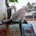 Hurbig Katzen