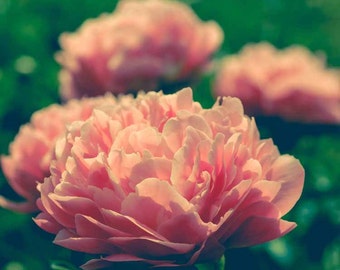 Peony Flower Photograph Pink Green Faded Retro Tones Romantic Dreamy Photography Summer Peony Flower Photograph Pink Green Faded Retro Tones Romantic Dreamy Photography Summer