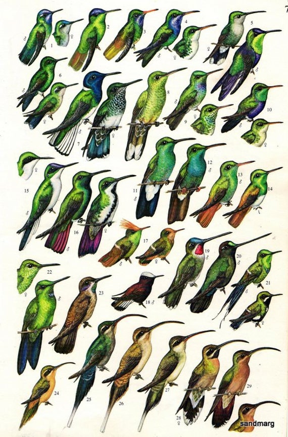 Vintage Chart of Thirty Hummingbirds