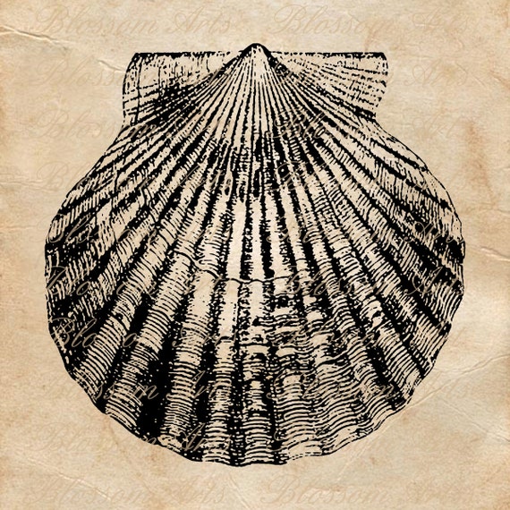 SCALLOP SHELL Instant Digital Download Clip Art