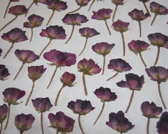 Dried Pressed Flowers for Crafting - Natural Pinkish Wine Rose Buds
