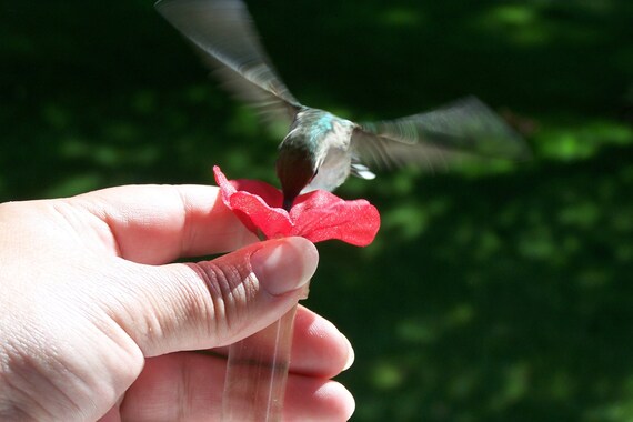 hum fi window to hand held hummingbird feeder set of 2 red hum fi window to hand held hummingbird feeder set of 2 red