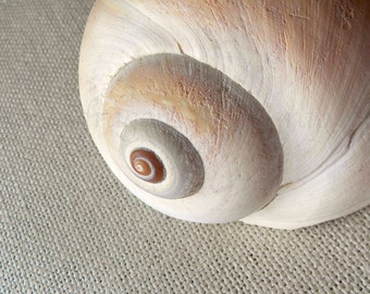 Seashell Art, Sea Shell Photography,Neutral Beach Art,Pastel Giclee Print,Coastal Wall Decor,Seashell Print,Tan Beach Decor,Coastal Wall Art