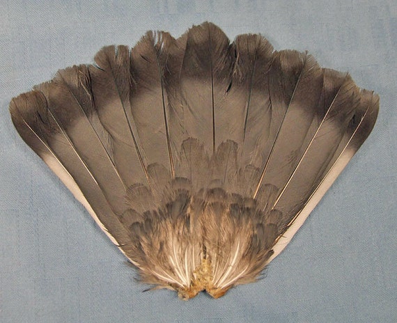 PIGEON TAIL real feather bird part for taxidermy by ChimeraCurio