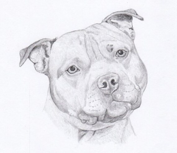 staffordshire bull terrier note cards gift set of eight staffordshire bull terrier note cards gift set of eight