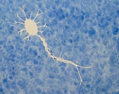 Blue Multipolar Neuron - original watercolor painting on clayboard