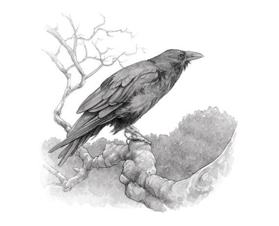 The Raven 8.5x11 Signed Print Illustration by brownieman on Etsy