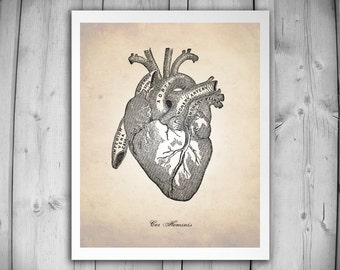 HUMAN ANATOMY HEART Art Print - Antique Vintage Human Heart ...