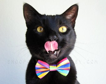 Cat Bow Tie - Rainbow Carnival