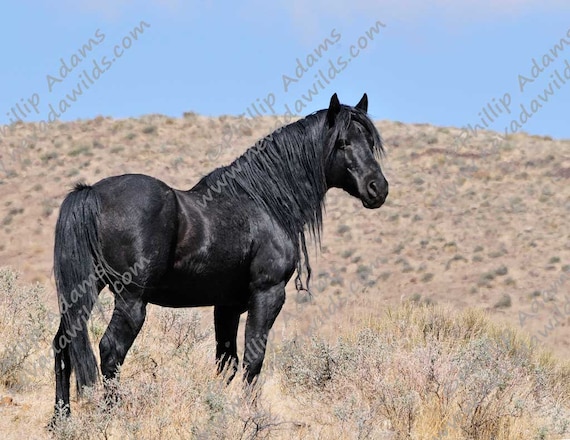 The Black Stallion 6 - Mustang  - 8.5" x 11"