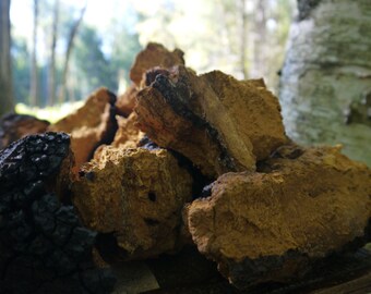 1lb Whole Chaga Mushrooms