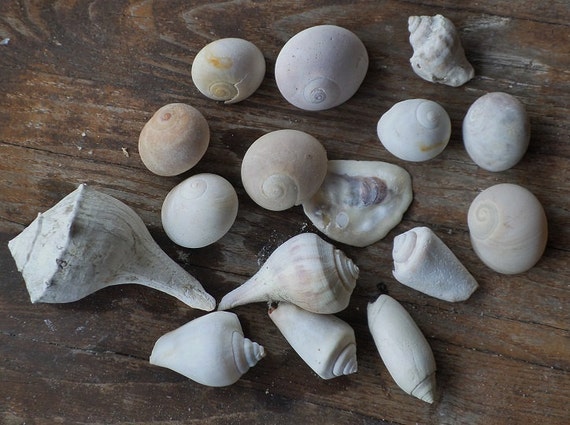 Fossilized Sea Shells Beachy Decor Ancient Shell by BearBayWeavers