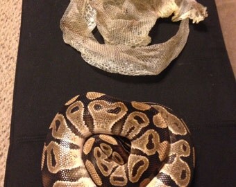 ball python, snake skin, full shed, cruelty free, natural