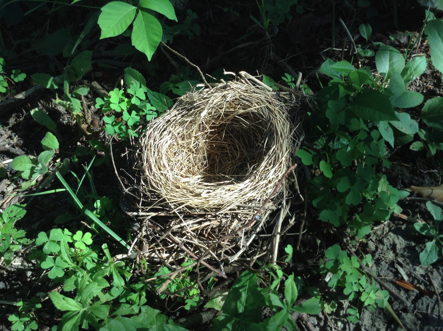 Bird Nest Natural Robin Nest Grass Leaves by DiVerseBlessings