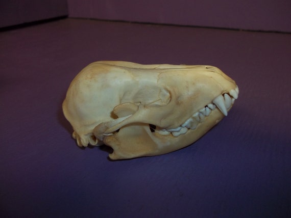 Real animal bone raccoon deformed skull skeleton coon head