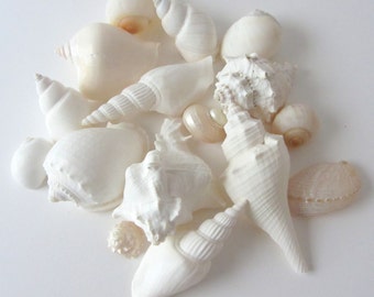 Beach Wedding Decor Seashells - White Beach Wedding Sea Shell Mix - 1 lb Assorted White Shell Mix - Bulk Shells