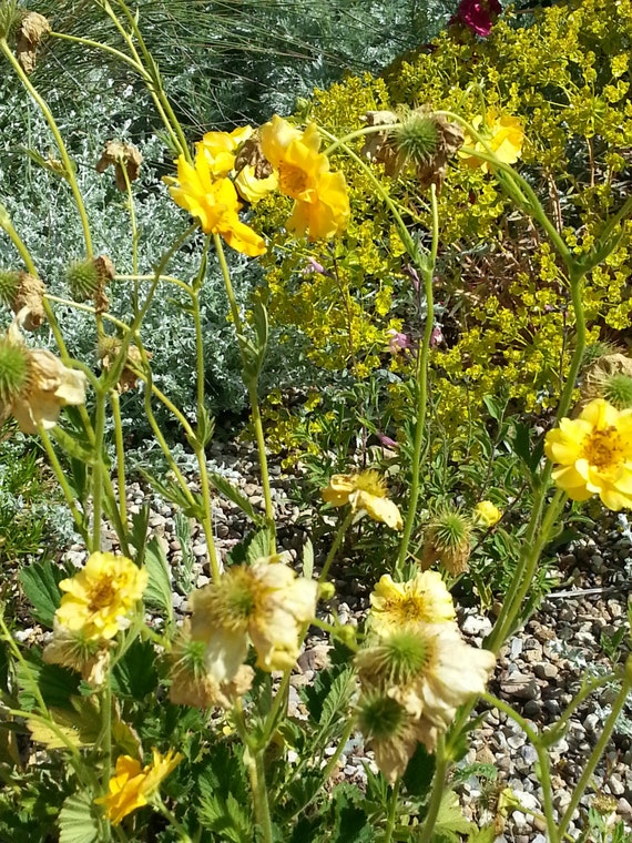 yellow geum flower seed perennial flower seeds yellow perennial plants full sun wildflower yellow geum flower seed perennial flower seeds yellow perennial plants full sun wildflower