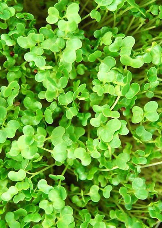 Long Island Brussel Sprouts Microgreen Seeds 4 Oz. Package