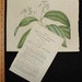 Large 19 C. Antique 1818 Botanical Print H/C Copperplate Curtis Cinnamon Tree