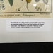 Lamarck Histoire Botanical Engraving Papaya Wild Peach 1700's Antique Print