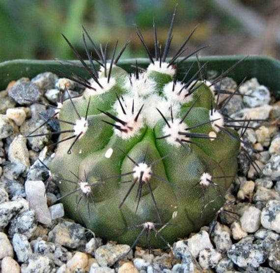 Copiapoa Montana Cactus Plant