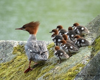 spiritual gifts unique photography,duck photo,unique ME,nature gift,August decor finds,home