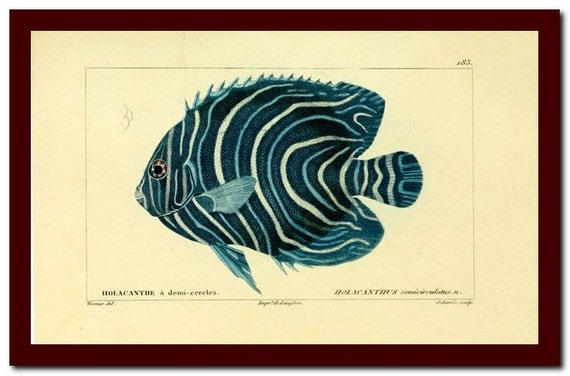 Print Vintage Fish Natural History  Art Print:  Scientific Illustration Art Print