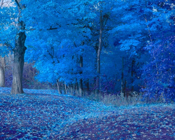 Blue Foliage Trees Photograph Blue dominant autumn Surreal