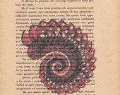 Pag. 61, Seashell, red dust