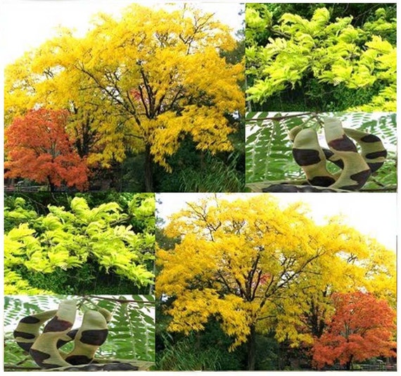 Thornless Honey Locust Tree Seed Gleditsia by ALLooABOUTooSEEDS