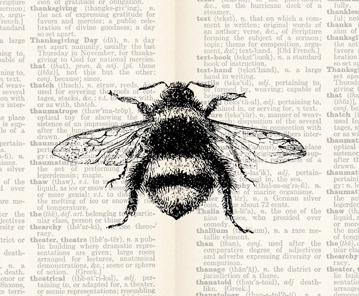 vintage insect clipart - photo #5
