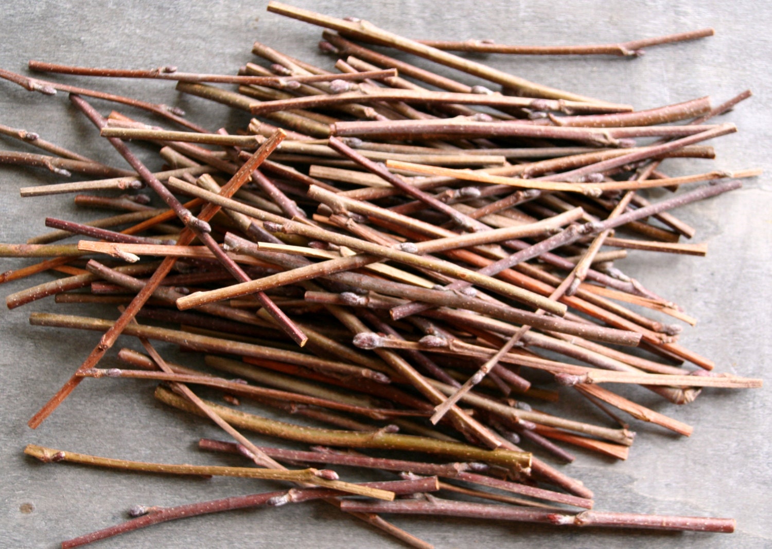 Willow Tree Branches Wood Branch Craft sticks Natural