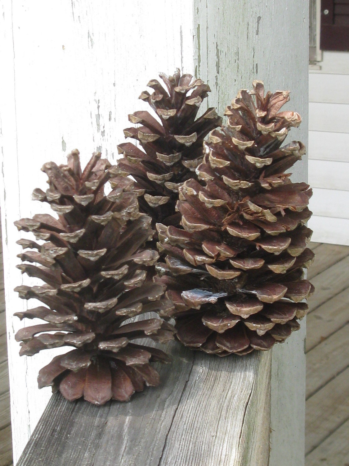 Large Pine Cones Natural South Long Leaf Pine Cones