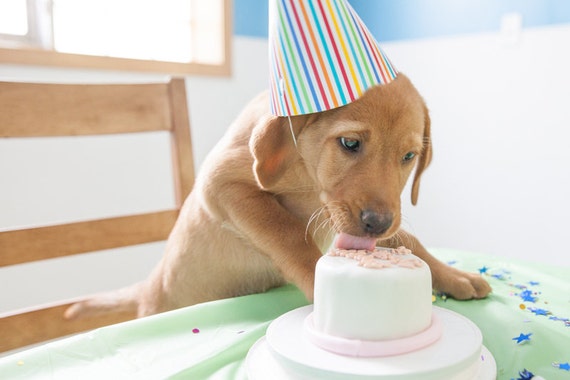 Dog Birthday Cake - 3" White Square
