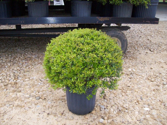 Ilex Schillings Holly Rounded Shrub Easy To Grow Evergreen