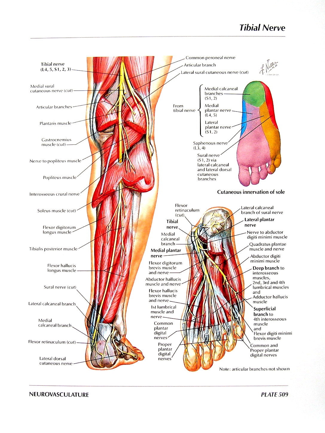 Anatomy Print Tibial Nerve Common Peroneal Nerve Human