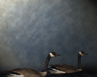 Photograph on Metallic Paper 8" x 8" - Portrait of Geese