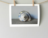 Shell Photography - Nature Photo - Blue Beach Decor - Still Life Photograph - Natural Home - Blue and Tan Art - Beach Seashell - 5x7