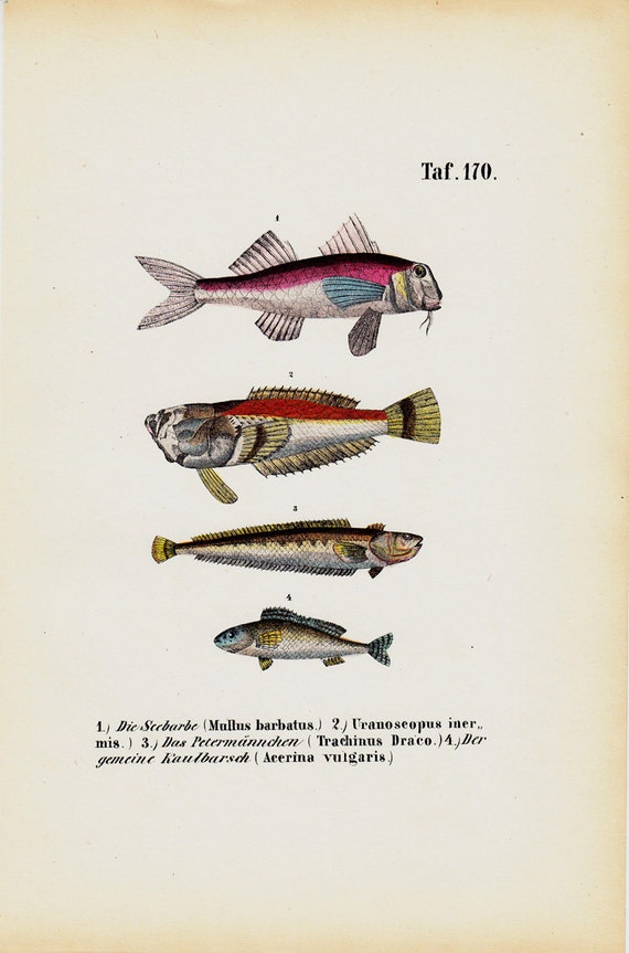 1854 Antique FISH print, colorful fishes