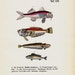 1854 Antique FISH print, colorful fishes